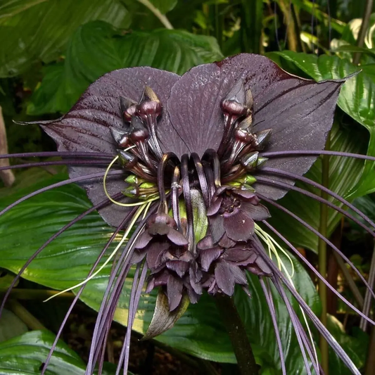 10 Tacca Chantrieri Seeds – Black Bat Plant (Rare Tropical Flower)
