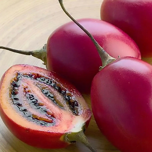 10-60 Tamarillo (Tree Tomato) Seeds – Cyphomandra betacea