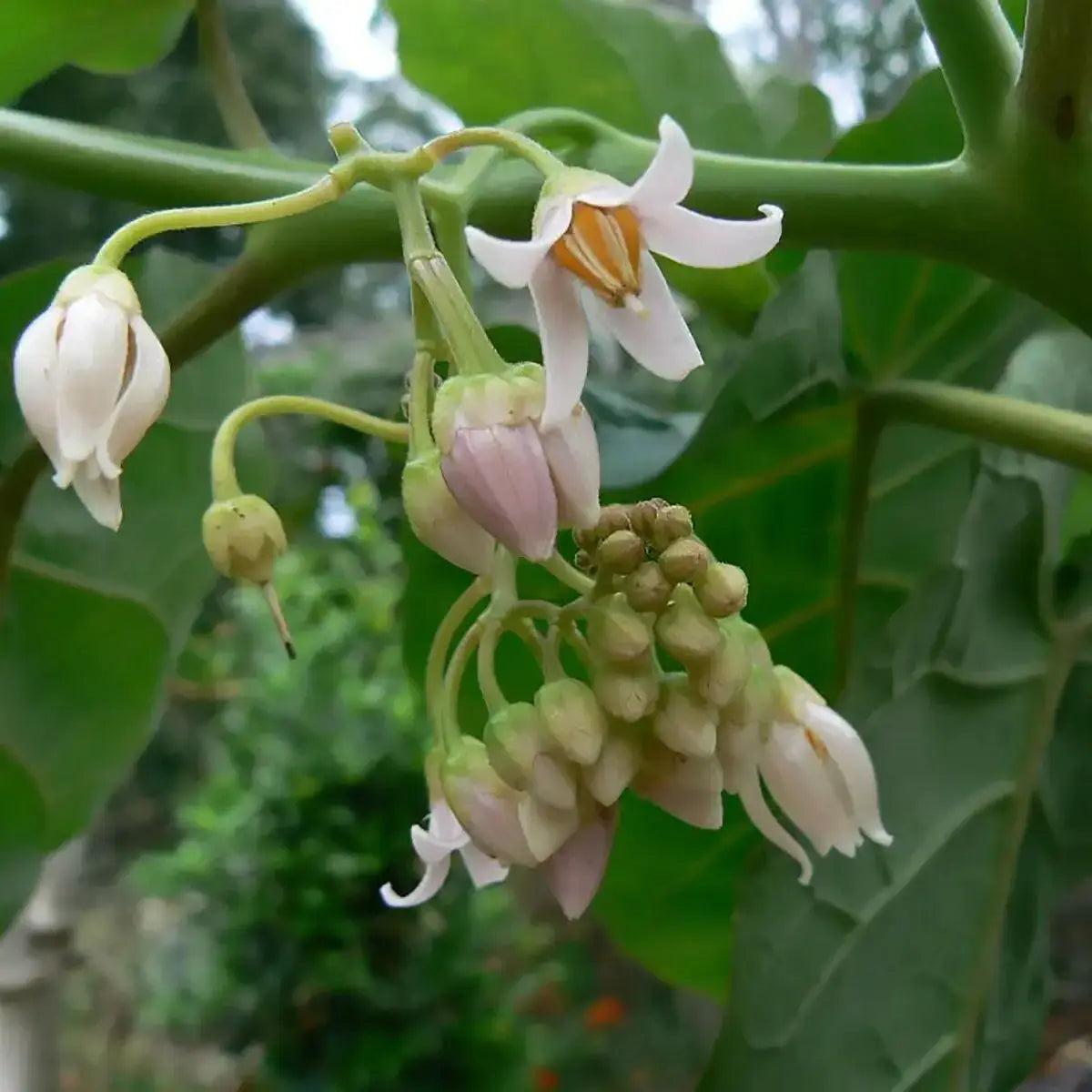 10-60 Tamarillo (Tree Tomato) Seeds – Cyphomandra betacea