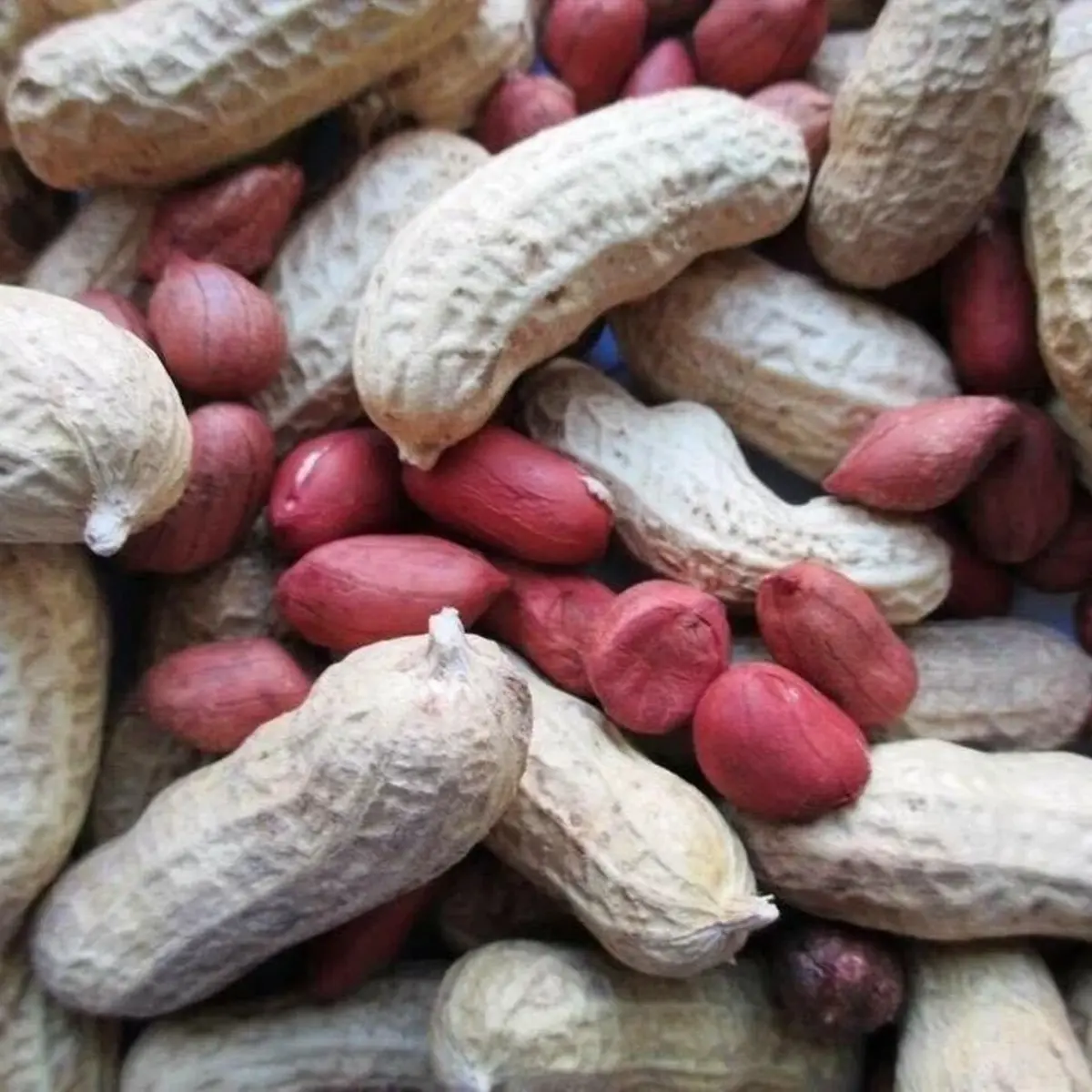 Pile of peanuts with some red ones -HarvestNest Seeds