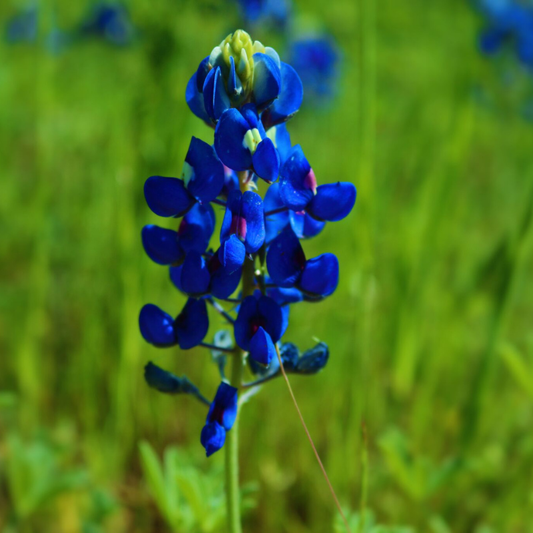 Texas Bluebonnet (Lupinus texensis) showcasing vibrant blue flower spikes, creating stunning wildflower displays that attract bees, butterflies, and pollinators. HarvestNest Seeds