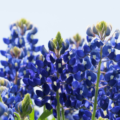 100 Texas Bluebonnet Seeds – Lupinus texensis