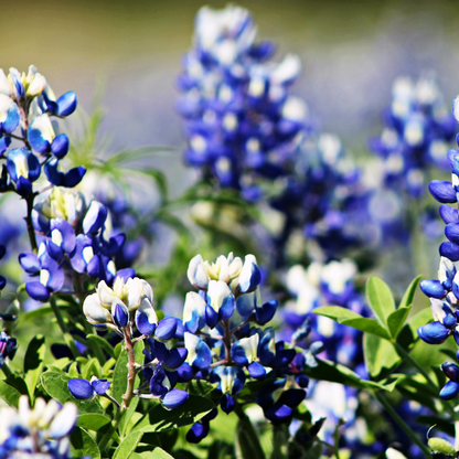 100 Texas Bluebonnet Seeds – Lupinus texensis