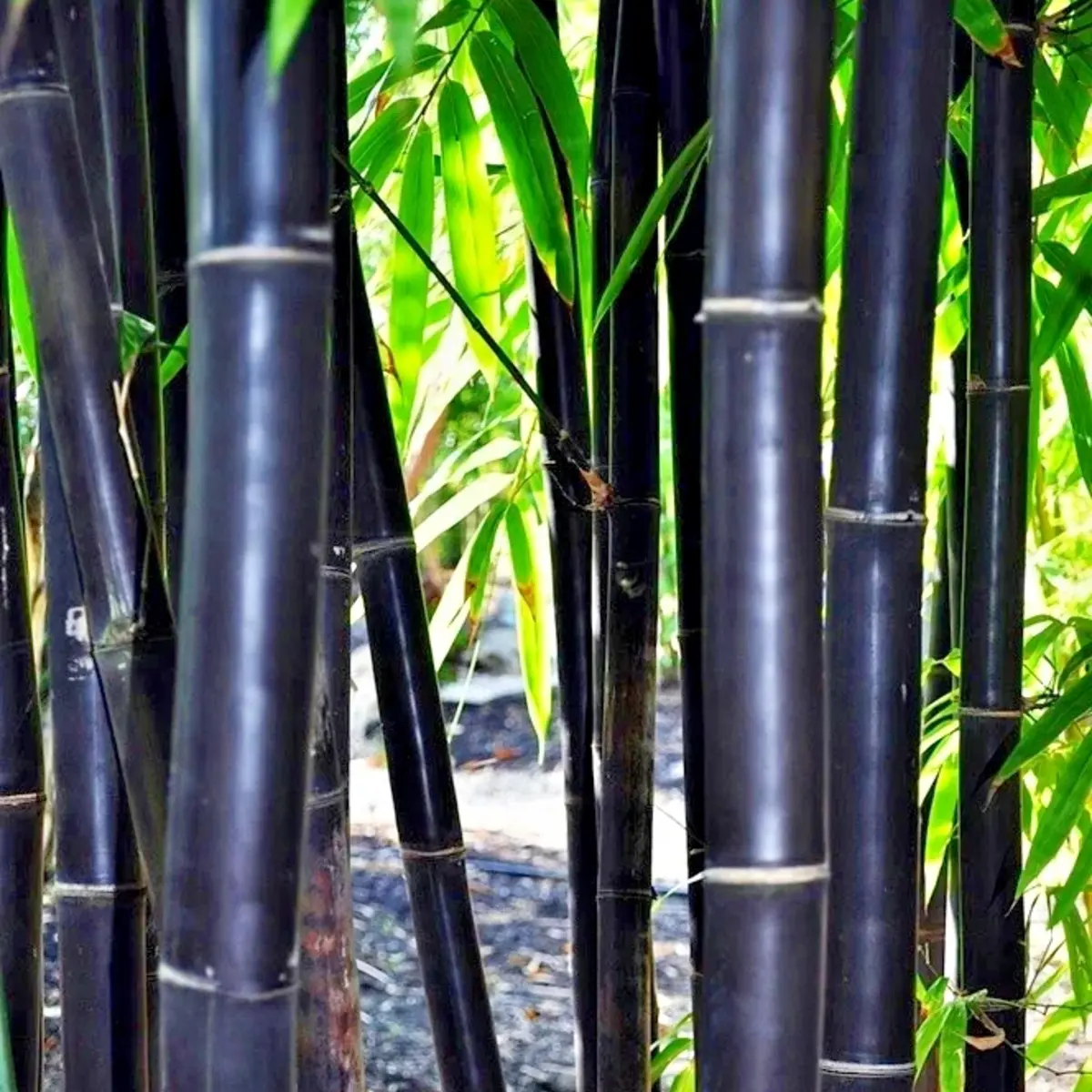 50 Timor Black Bamboo Seeds – Exotic Ornamental Bamboo