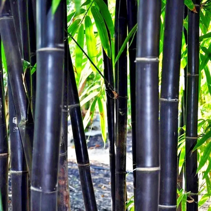 50 Timor Black Bamboo Seeds – Exotic Ornamental Bamboo
