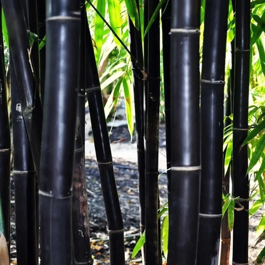 50 Timor Black Bamboo Seeds – Exotic Ornamental Bamboo