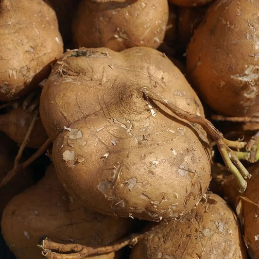 Close-up of a pile of brown potatoes with visible dirt. HarvestNest Seeds