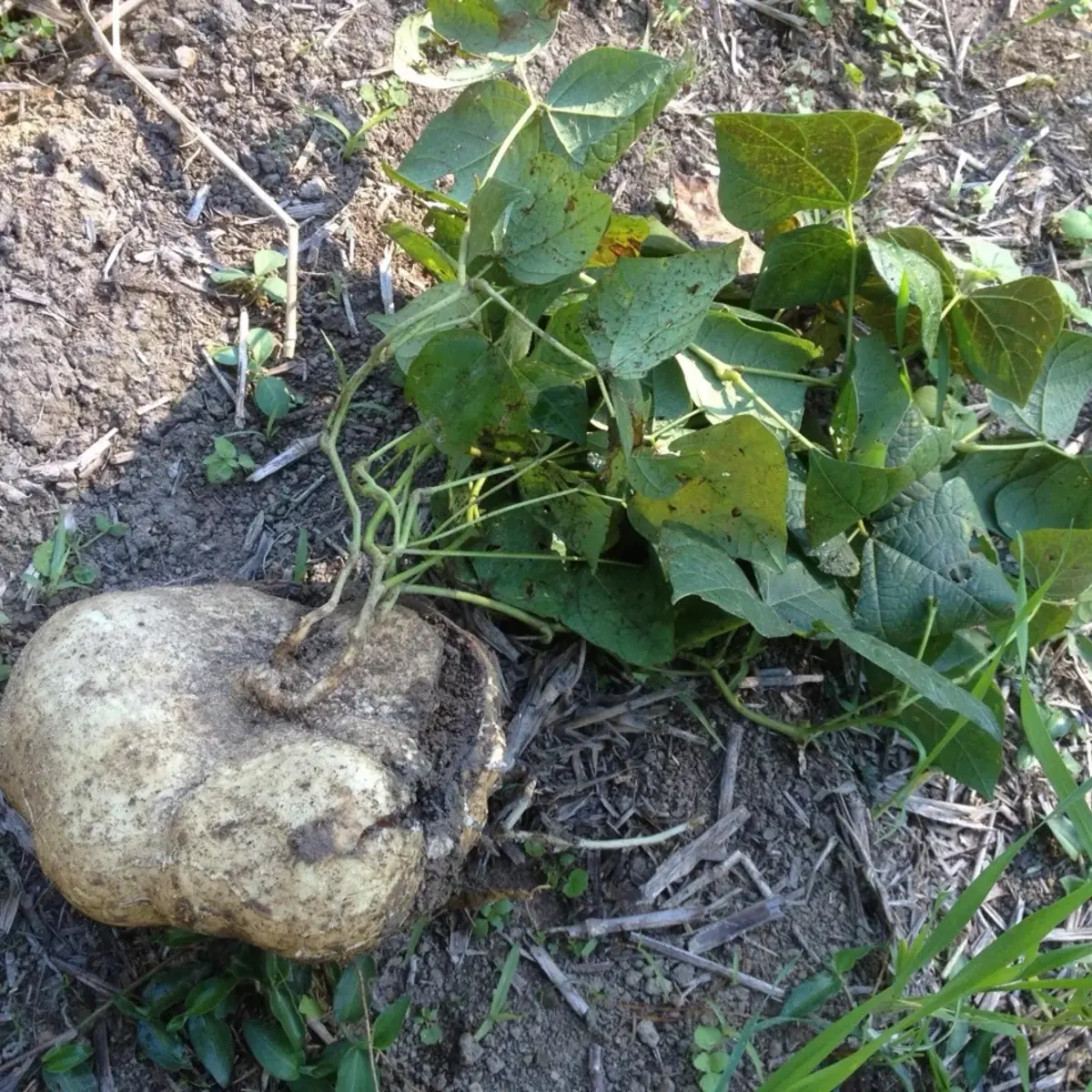 Large potato on the ground with green plant sprouting from it - HarvestNest Seeds