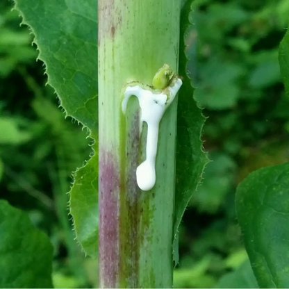 Small green frog on a plant stem with white substance, surrounded by green leaves. HarvestNest Seeds
