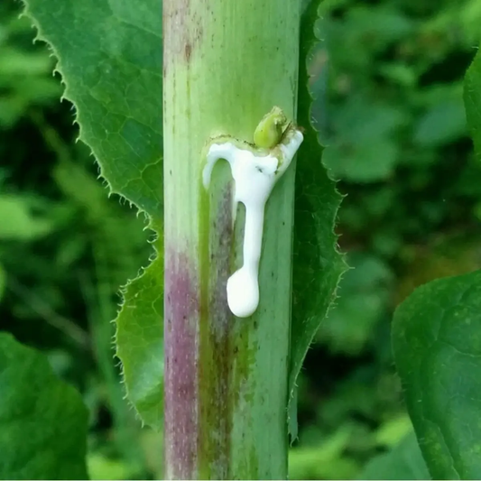 Small green frog on a plant stem with white substance, surrounded by green leaves. HarvestNest Seeds