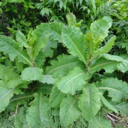 Close-up of a cluster of green leafy plants with a blurred natural background - HarvestNest Seeds