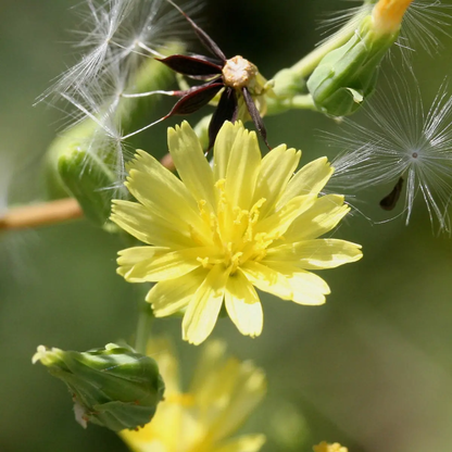 Yellow flower with green buds and seeds on a blurred green background -  HarvestNest Seeds