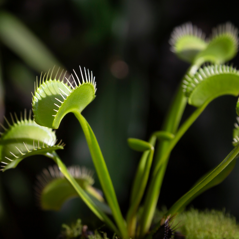 Venus Fly Trap Seeds