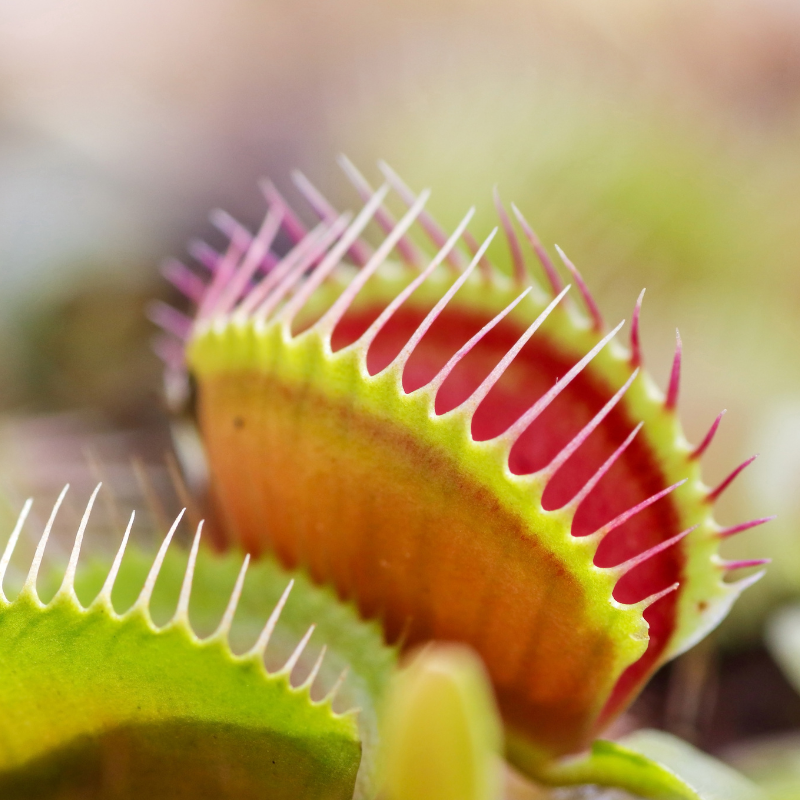 Close-up of a vibrant Venus flytrap leaf. HarvestNest Seeds