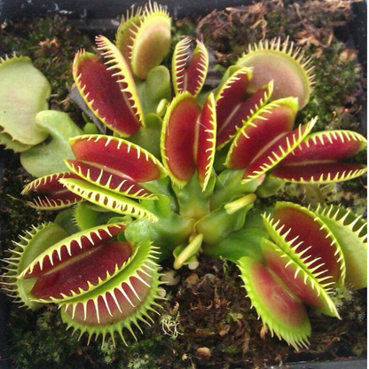 Fresh, carnivorous Venus flytrap plant with open traps. HarvestNest Seeds