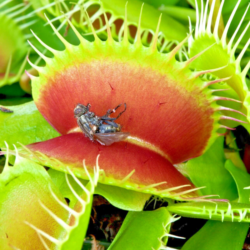 Venus Fly Trap Seeds