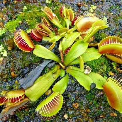 Venus Fly Trap Seeds