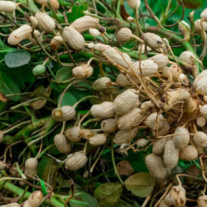 30 Virginia Jumbo Peanut Seeds (Arachis hypogaea) — NON-GMO