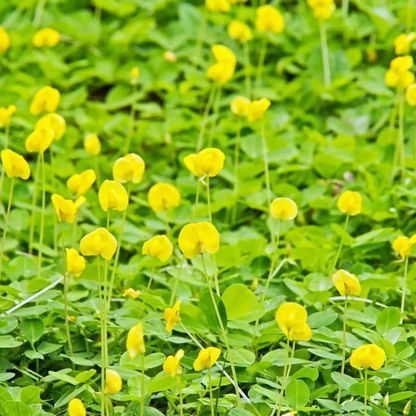 30 Virginia Jumbo Peanut Seeds (Arachis hypogaea) — NON-GMO