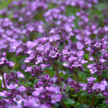1000 Walk On Me Creeping Thyme Seeds – Thymus serpyllum