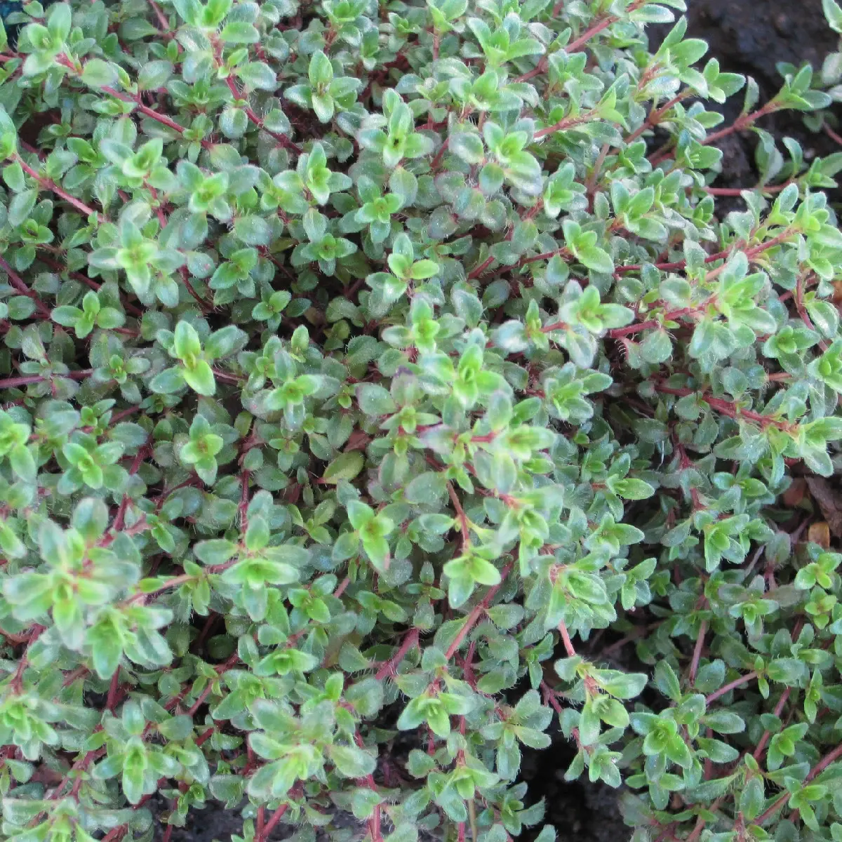 1000 Walk On Me Creeping Thyme Seeds – Thymus serpyllum