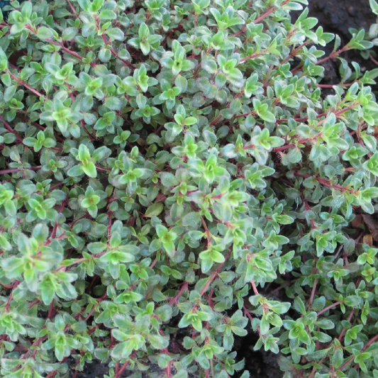 1000 Walk On Me Creeping Thyme Seeds – Thymus serpyllum