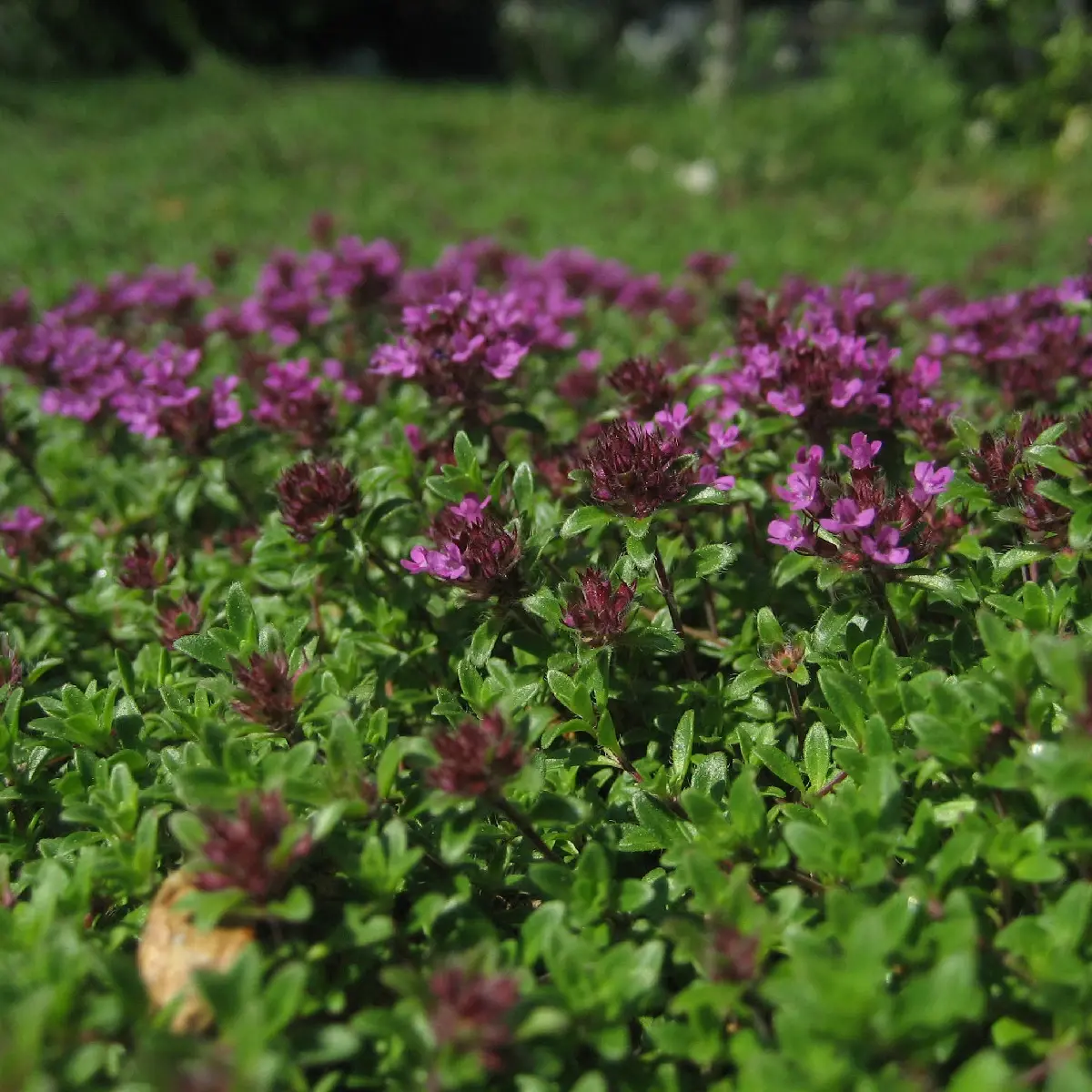 1000 Walk On Me Creeping Thyme Seeds – Thymus serpyllum