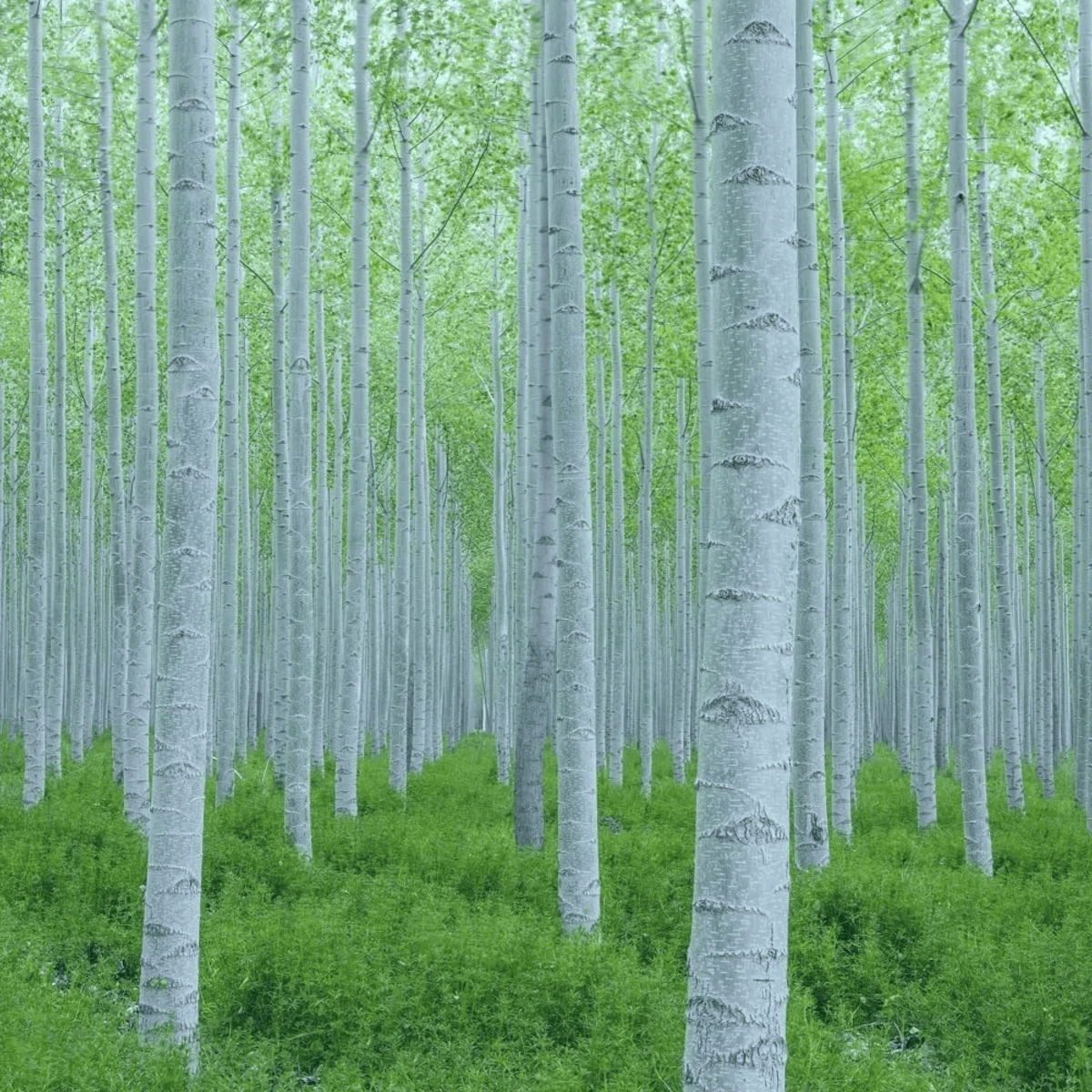 Forest of birch trees with green foliage - HarvestNest Seeds
