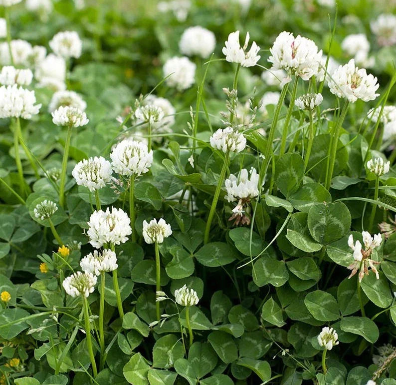 White flowers and green leaves in a field - HarvestNest Seeds
