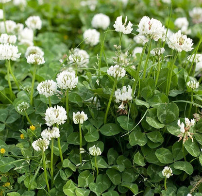 White flowers and green leaves in a field - HarvestNest Seeds