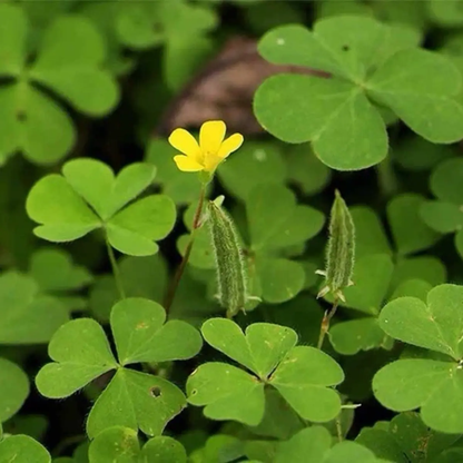 50 Yellow Woodsorrel Seeds | Common Yellow Oxalis (Oxalis stricta)