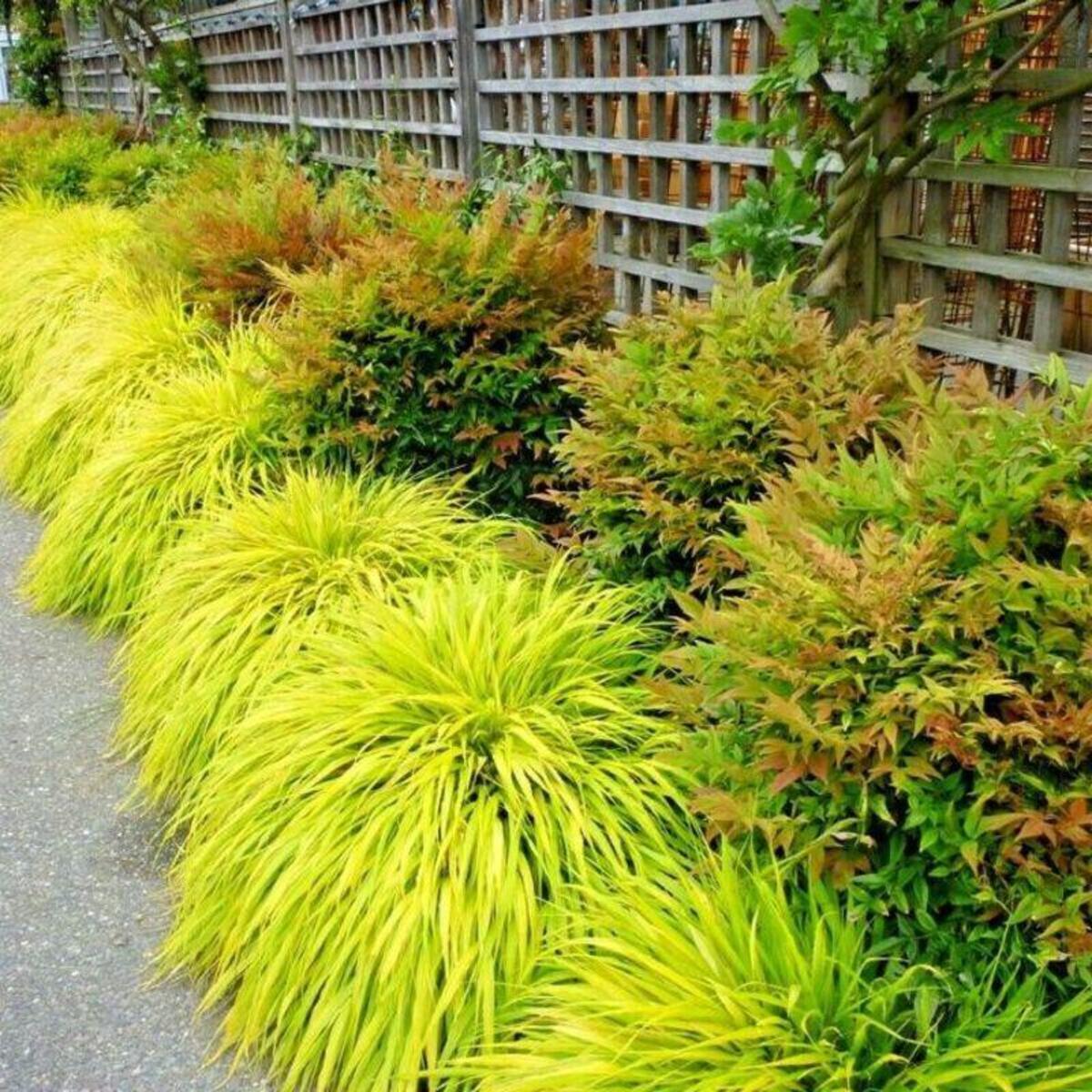 Row of green and brown shrubs along a pathway with a wooden fence in the background. HarvestNest Seeds