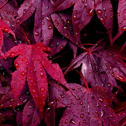 Bloodgood - Japanese Maple Tree Seeds - HarvestNest Seeds