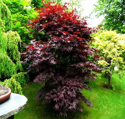Bloodgood - Japanese Maple Tree Seeds - HarvestNest Seeds