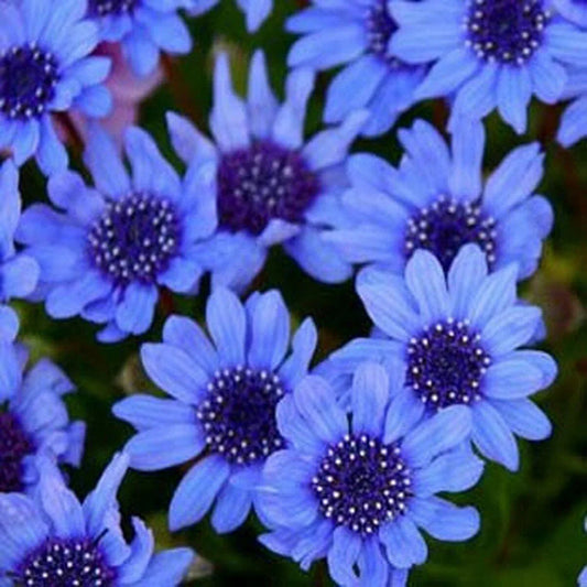 Blue Daisy - Felicia Heterophylla Blue Seeds - HarvestNest Seeds