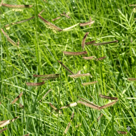 Blue Grama ornamental grass with delicate seed heads, perfect for drought-tolerant lawns and prairie gardens. HarvestNest Seeds