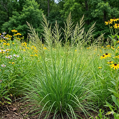 Tall green grass with yellow flowers in a natural setting