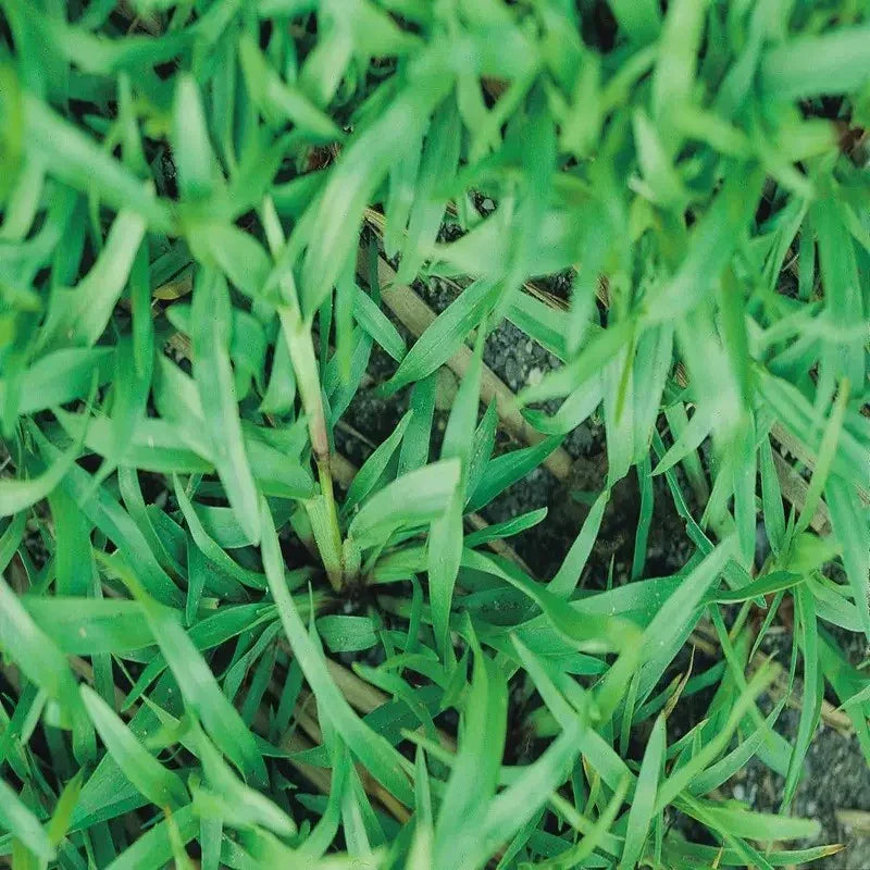 Carpetgrass Seeds – Premium Grade Coated - HarvestNest Seeds