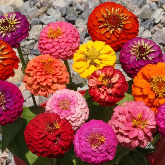 Dwarf Thumbelina Zinnia Seeds - Mix - HarvestNest Seeds