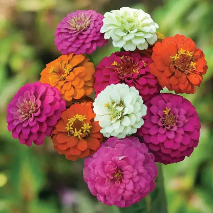 Dwarf Thumbelina Zinnia Seeds - Mix - HarvestNest Seeds