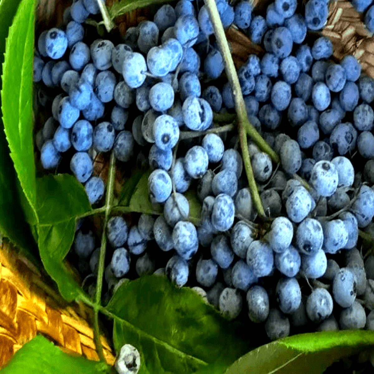 150 Blue Elderberry Seeds - Sambucus caerulea
