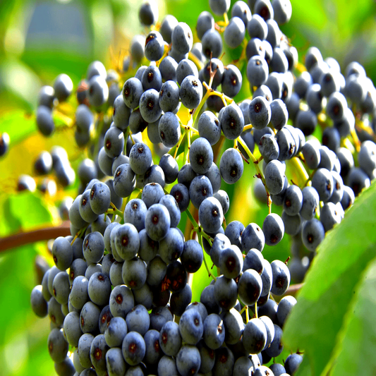 150 Blue Elderberry Seeds - Sambucus caerulea