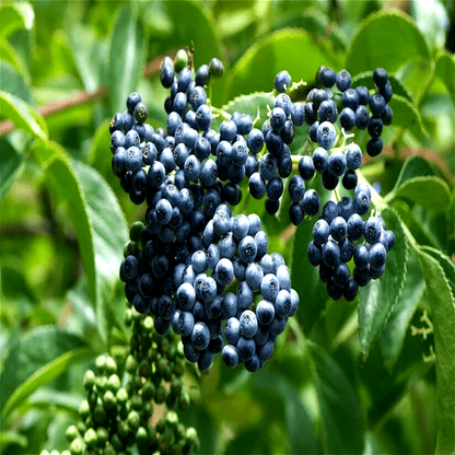 150 Blue Elderberry Seeds - Sambucus caerulea