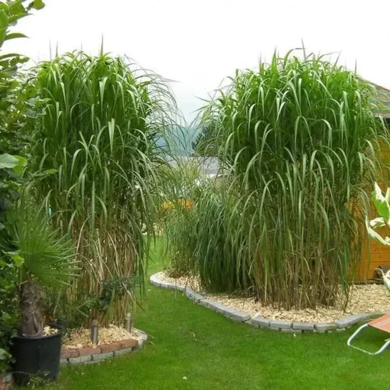 Elephant Grass Seeds – The Tallest Grass in the World! - HarvestNest Seeds