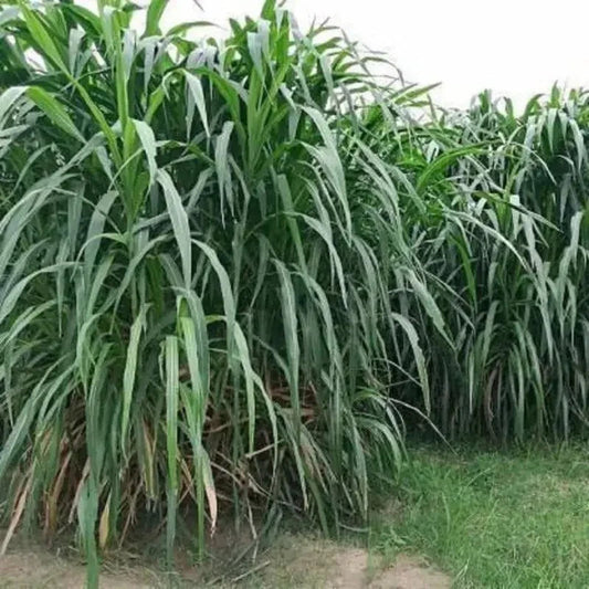 Elephant Grass Seeds – The Tallest Grass in the World! - HarvestNest Seeds