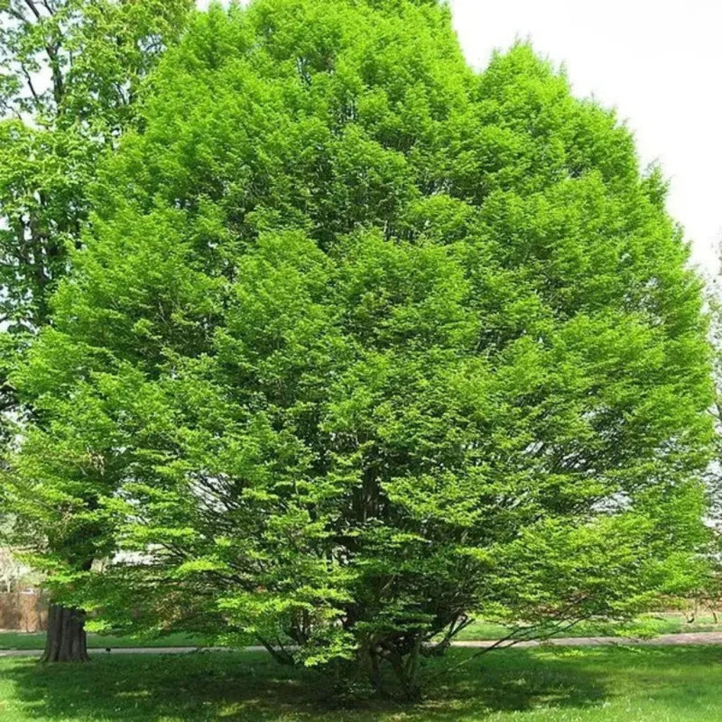 European Hornbeam Seeds – Carpinus betulus - HarvestNest Seeds