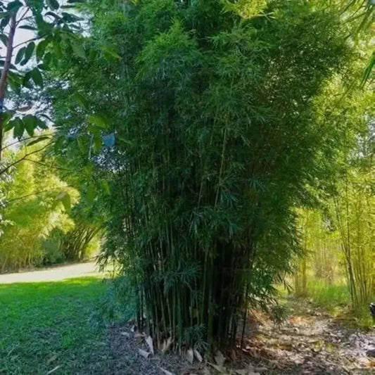 Tall bamboo plant in a natural setting with green foliage - HarvestNest Seeds
