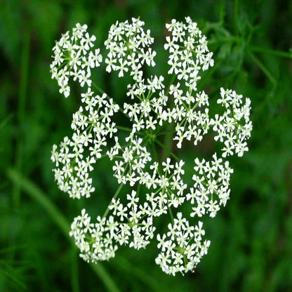 100 Organic Hemlock Seeds – Conium maculatum