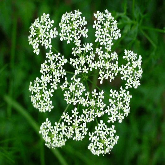 100 Organic Hemlock Seeds – Conium maculatum