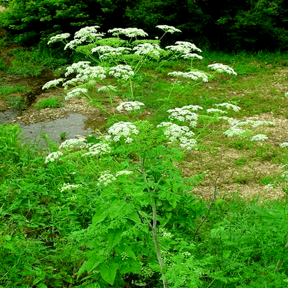 100 Organic Hemlock Seeds – Conium maculatum